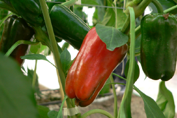 カラーピーマン